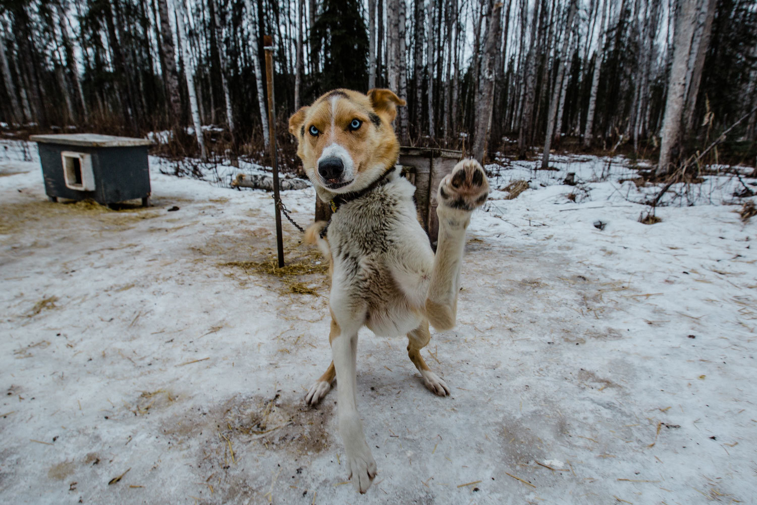 con cuantos perros tienes que acabar en el iditarod