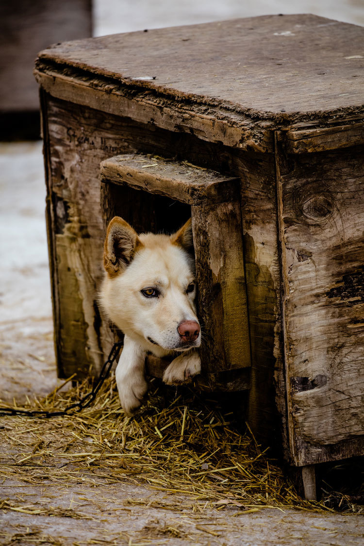 con cuantos perros tienes que acabar en el iditarod