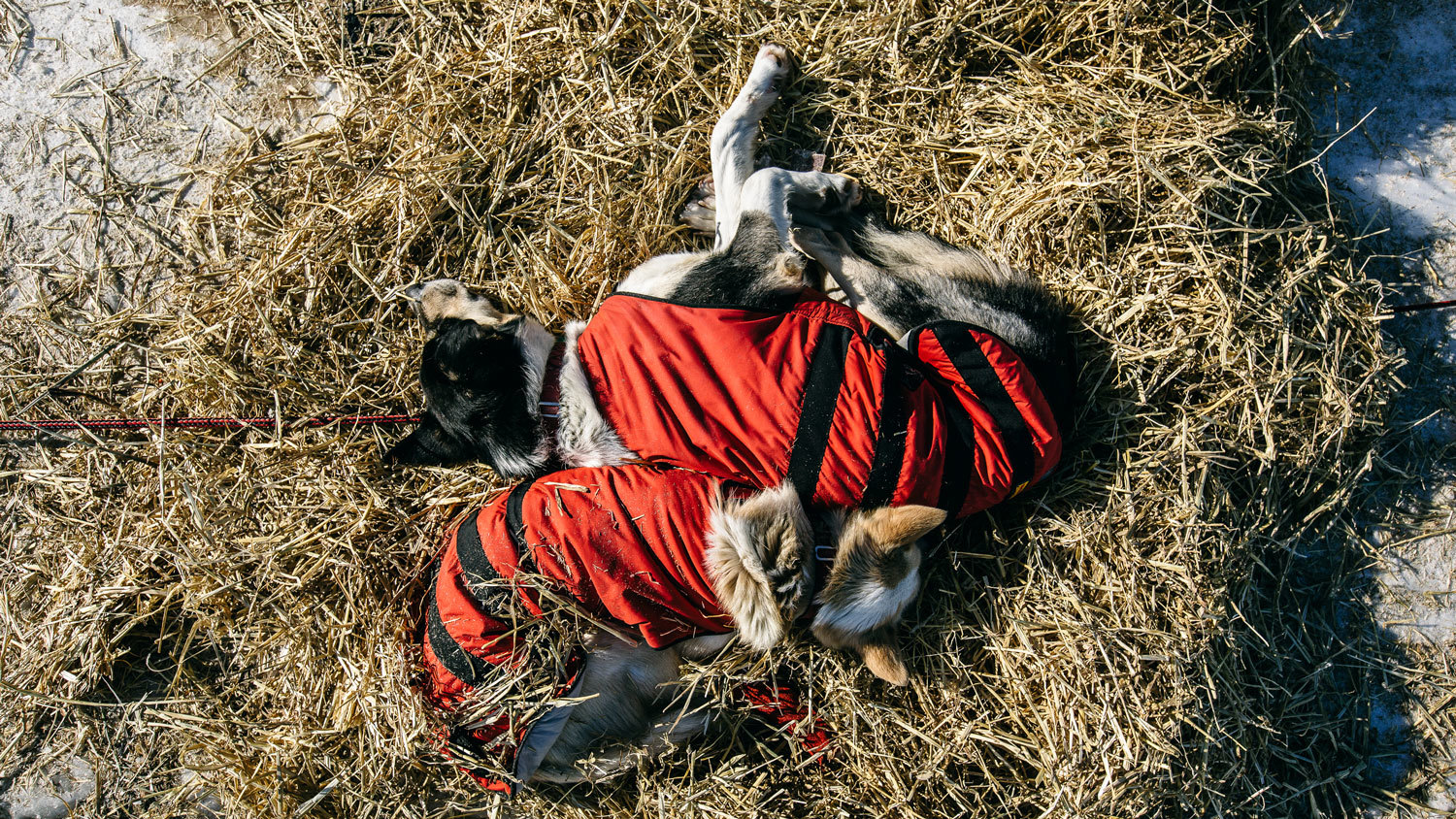 con cuantos perros tienes que acabar en el iditarod