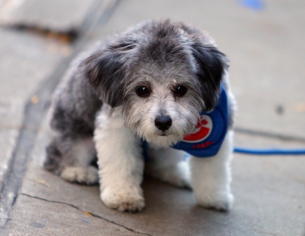 Chicago Cubs Bandana / Chicago Cubs / Dog Cat Bandana / Pet 